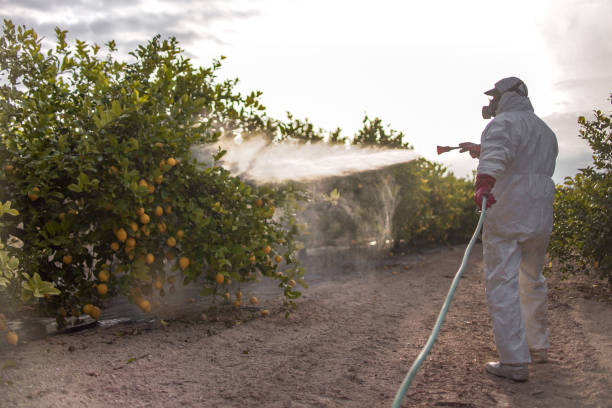 Best Ant Control Services  in West Alexandria, OH