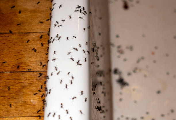 Best Affordable Pest Control Services  in West Alexandria, OH